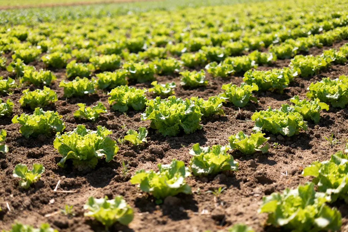 Plantations de salades : guide pratique pour réussir au potager